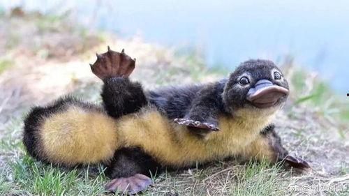 娱乐圈吃瓜酱鸭嘴兽,揭秘明星背后的故事与真相